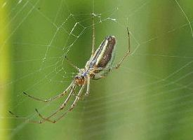 Foto: Gewone strekspin