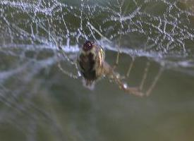 Foto: Herfsthangmatspin