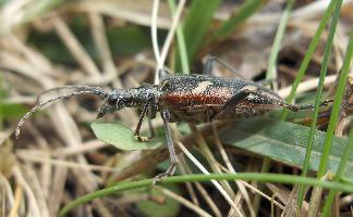 Foto: Bonte ribbelboktor