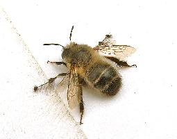 Foto: Gewone sachembij