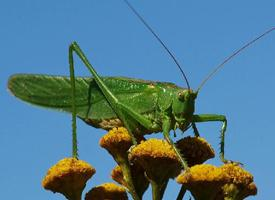 Foto: Grote groene sabelsprinkhaan