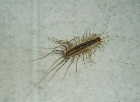 Foto: Spinduizendpoot