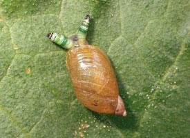 Foto: Barnsteenslak