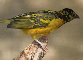 Foto: Grote textorwever
