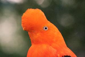 Foto: Rode rotshaan