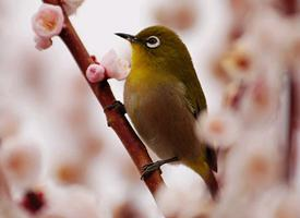 Foto: Zangbrilvogel
