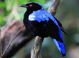 Foto: Indische blauwrug