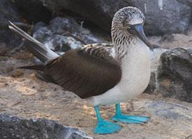 Foto: Blauwvoetgent