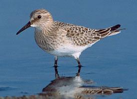 Foto: Bairds strandloper
