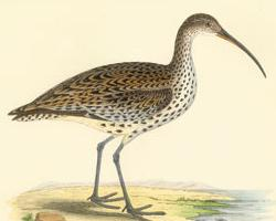 Foto: Dunbekwulp