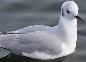 Foto: Kleine kokmeeuw