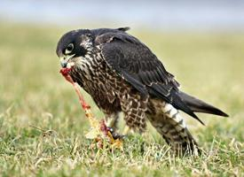 Foto: Slechtvalk