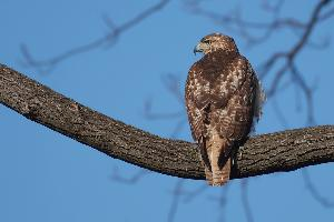 Foto: Roodstaartbuizerd