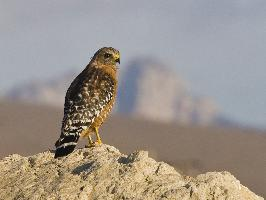Foto: Roodschouderbuizerd