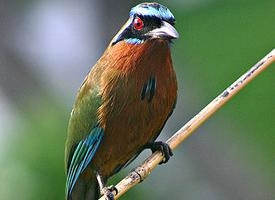Foto: Amazonemotmot