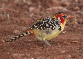 Foto: Vuurkopbaardvogel