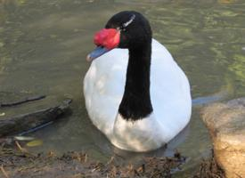Foto: Zwarthalszwaan