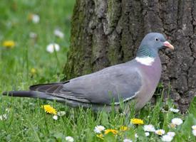 Foto: Houtduif