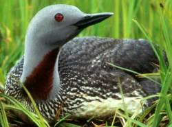 Foto: Roodkeelduiker