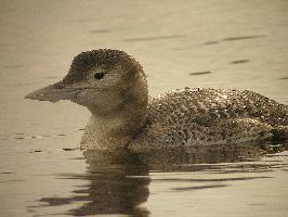 Foto: Geelsnavelduiker
