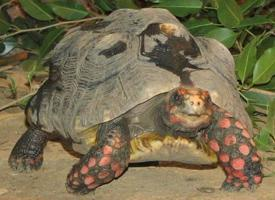 Foto: Kolenbranderschildpad