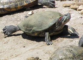 Foto: Roodwangschildpad