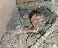 Foto: Egyptische cobra