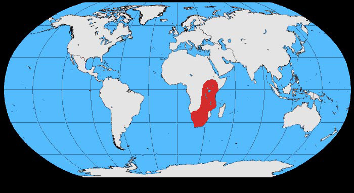 Foto: Witnekraaf - voorkomen