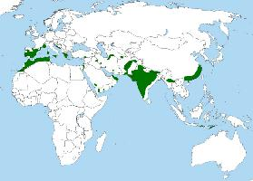 Foto: Havikarend - voorkomen