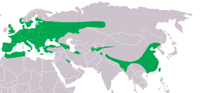 Foto: Bosuil - voorkomen