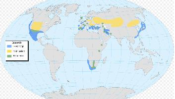 Foto: Geoorde fuut - voorkomen