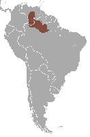 Foto: Grijsneknachtaapje - voorkomen