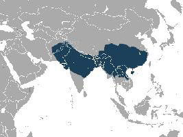 Foto: Resusaap - voorkomen